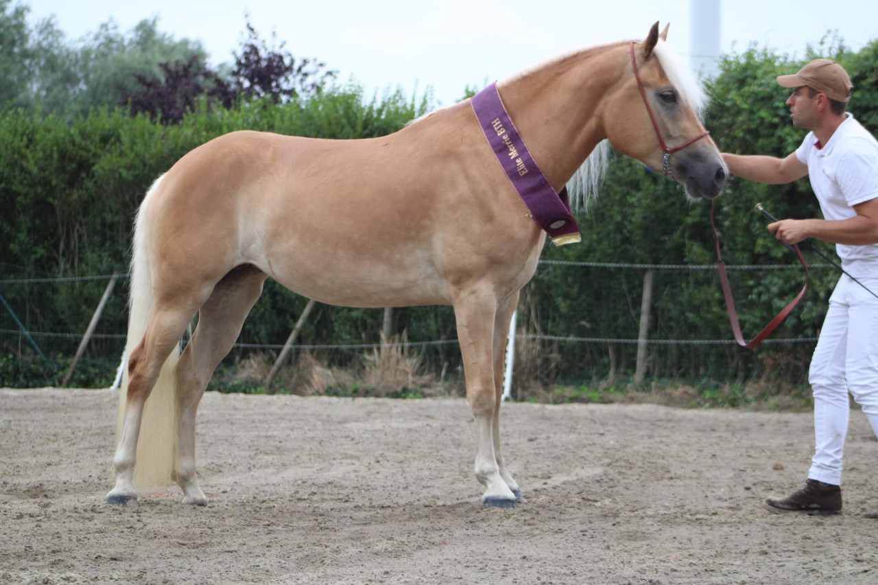 Hanesa